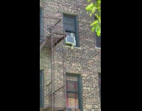 Pet owl bird on window apartment building