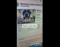 Shelter dog gets makeover 