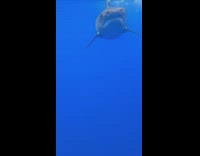 Collab PubityPets - Man in Cage at Ocean Swims with Sharks