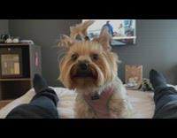 Pet dog cries and howl in the bed