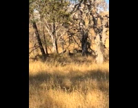 Group of 3 deer chasing a coyote 