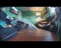 Dog with neck cone pull sock ring camera