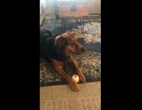 Dog rings bell for treat