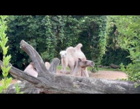 Camel howls loud and long at zoo