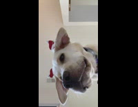 Collab Pets For All - Dog wearing santa headband looks down phone 