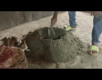 Collab DailyDoseOfInternet - Cat plays in dirt shoveled by worker 