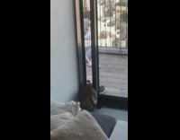 Chubby Cat Cant Go Through  Door 