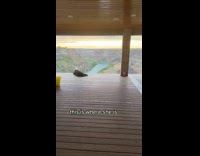 Dog laying on porch overseeing view