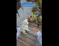 Dog gives paw for food treat