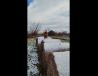 Dog climb and run over hay bales