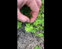 Woman found a 5 leaf clover 