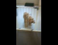 Large tan curly dog jumps over white fence in house 