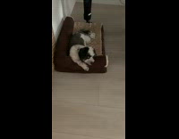 Pet dog on its bed winked at the camera