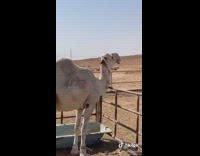 Guy shows friend camel thinks its llama 