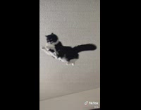 Guy in bed forgets about cat 