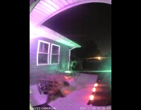 Two wild raccoons fights the Halloween animatronic