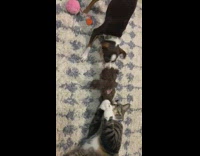 Cat and dog play tug of war
