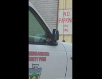 Bird hits its reflection in side mirror 