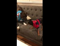 Two dogs captain america spiderman shirts couch