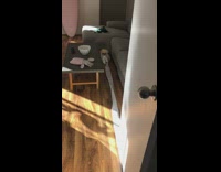 Brown puppy dog bites unravels toilet paper 