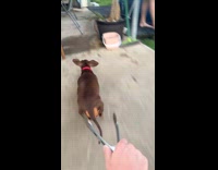 Woman chasing dachshund with tong