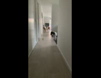 Black white dog looks at tennis ball 