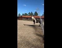 Horse spins in circle getting bath 