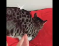 Grey cat red blanket teddy bear toy 