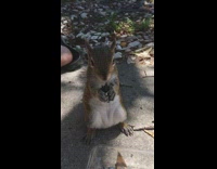 Brown Squirrel Eats Nuts and Blueberries Out of Plastic Box