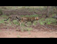 Two cats roaming field next to a pig and piglets