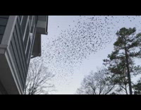 Flock of birds on tree fly away