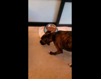 Dog doesnt like food covers it with towel