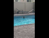 Black duck swims in swimming pool 