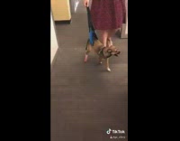 Brown dog hits pink cast leg corner 