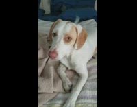 White tan dog sitting on blanket howls when owner asks whats wrong 