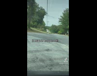 Guy records video of chicken crossing road 