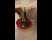 Brown dog eats food red spiderman plate