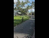 Kangaroos surprised jump away from yard sprinkler