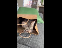 Curious kitten sits inside the paper bag