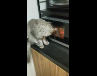 Curious Cat Watches Food in Microwave Turns
