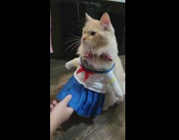 Pet cat with a school uniform costume