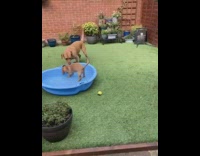 Brown dog pushes puppy down plastic pool 