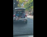 Guy uses laptop in open trunk 