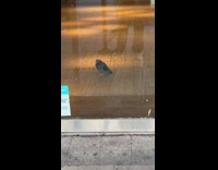 Pigeon inside the abandoned store with glass doors