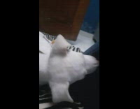 White puppy bites and chews on sweater 