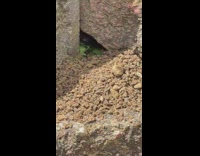 Black Wasp tries to insert the grasshopper in the hole