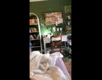 Collab BitchMP - Cat climbs on shelf and knocks over plants onto desk