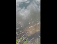 Backyard pond full of floating tadpoles