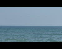 Whales breach on memorial day