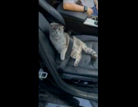 Collab BitchMP - Gray Cat wearing seatbelt on passenger seat